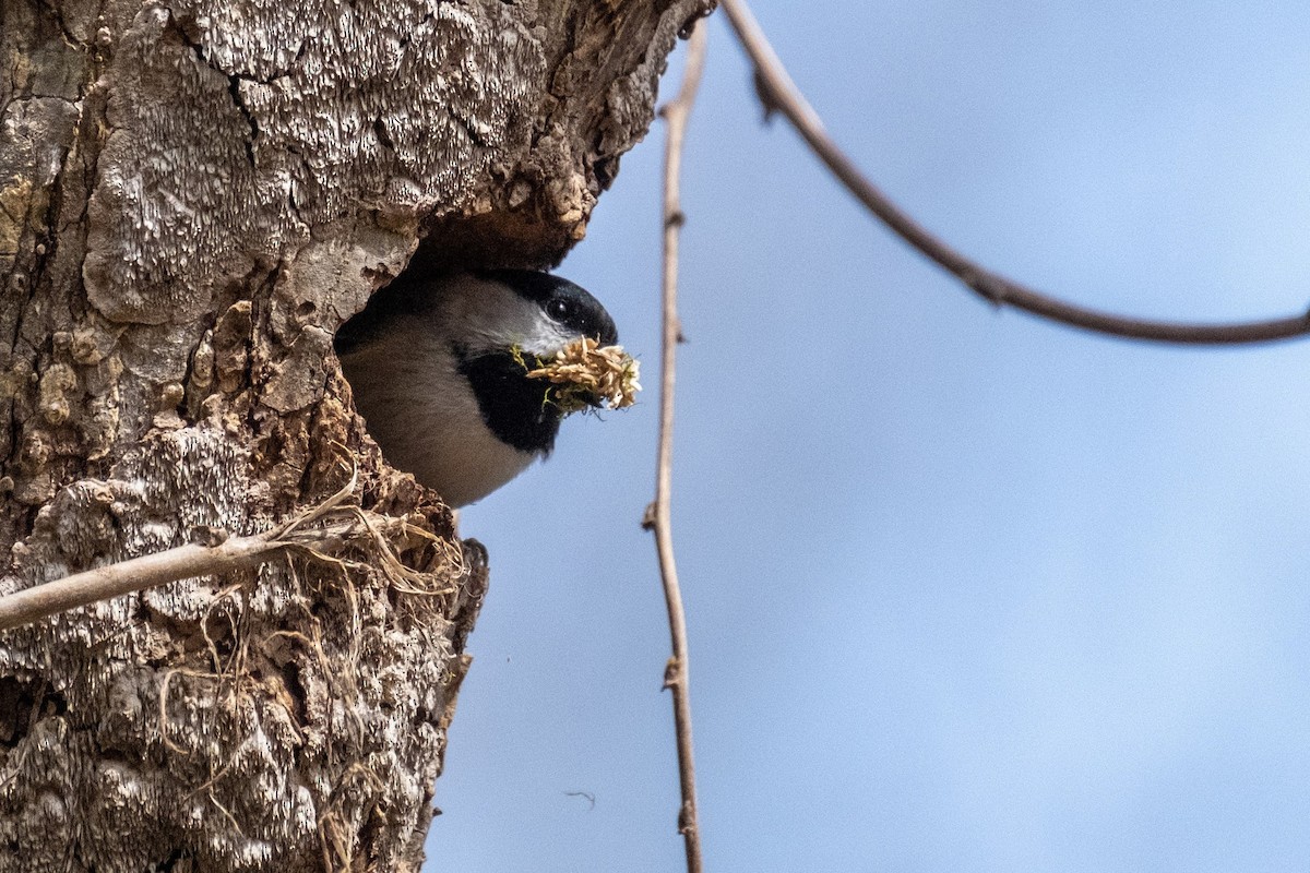 Carolina Chickadee - ML318888161