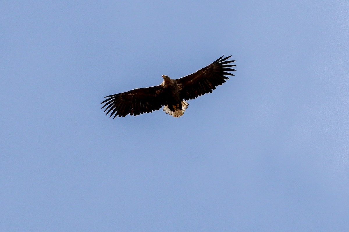 Seeadler - ML318888351