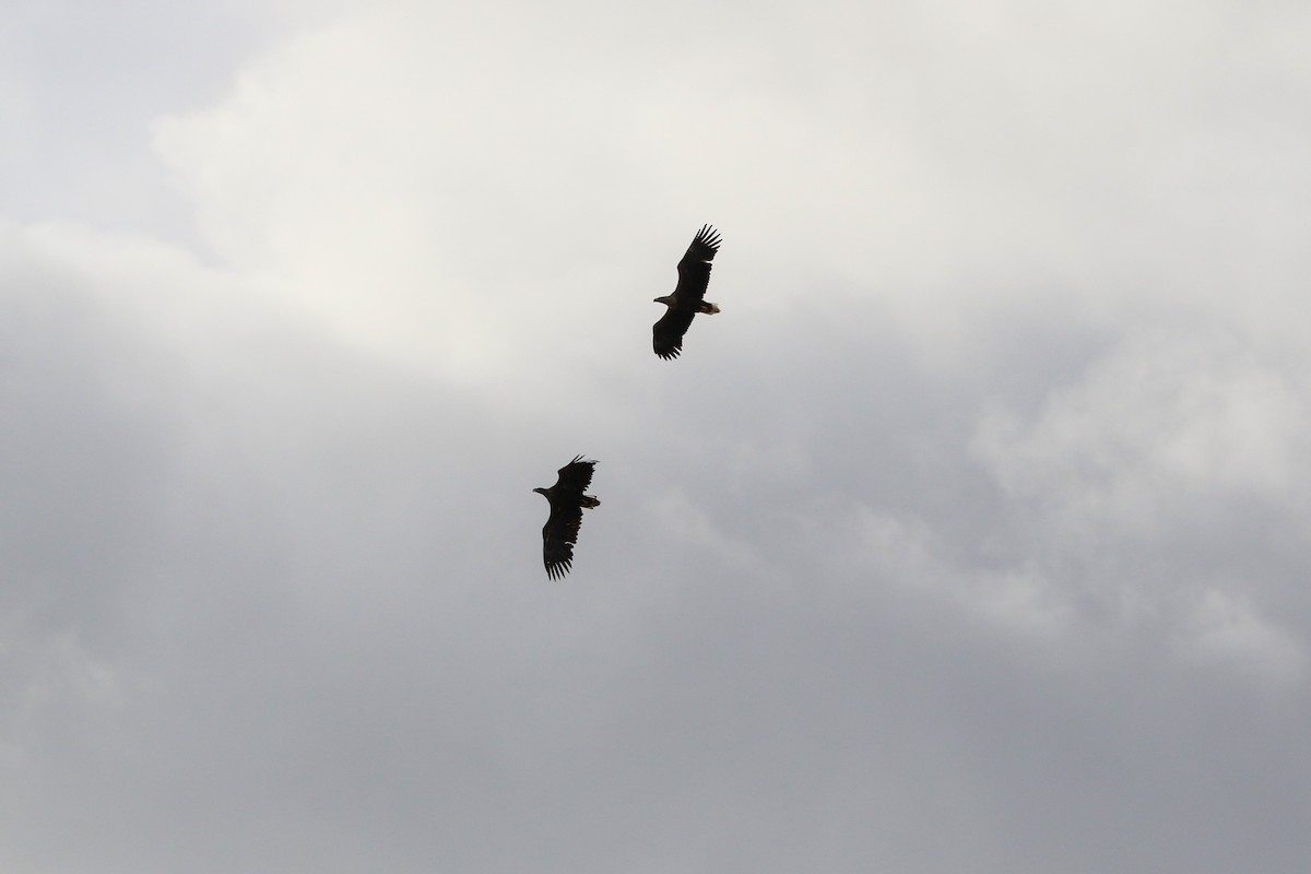 Seeadler - ML318888391