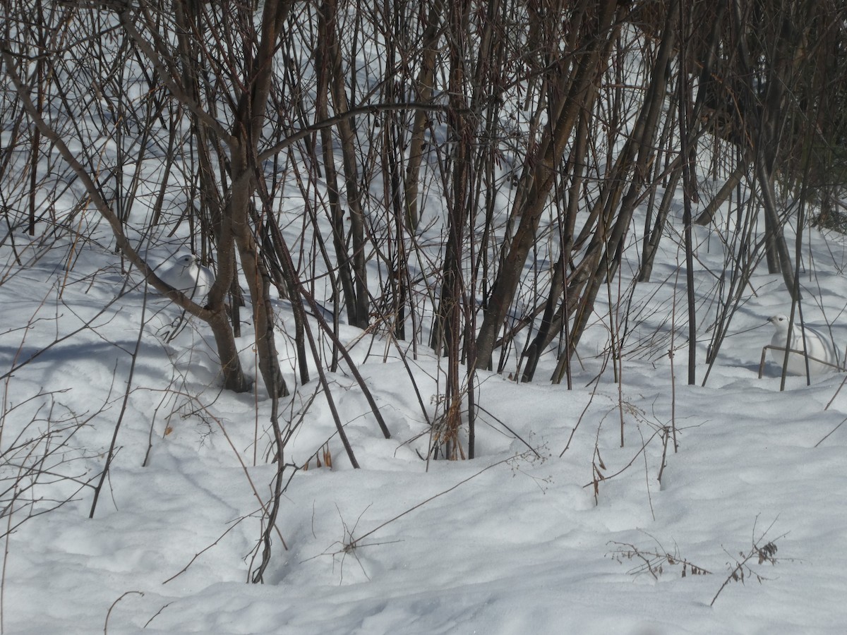 Willow Ptarmigan - ML318888421