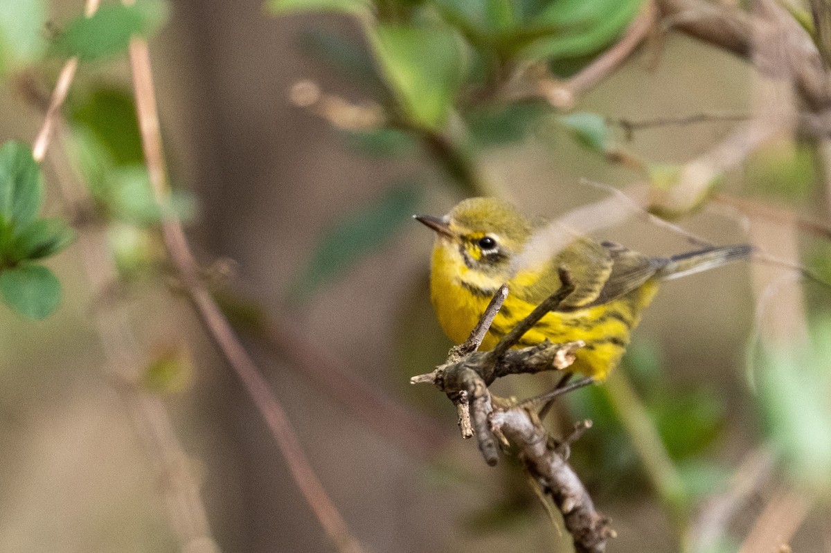 Prairie Warbler - ML318888601