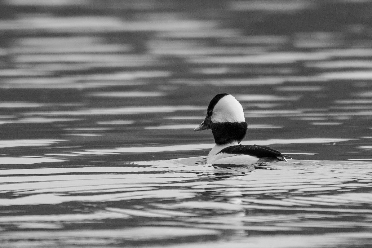 Bufflehead - ML318888621