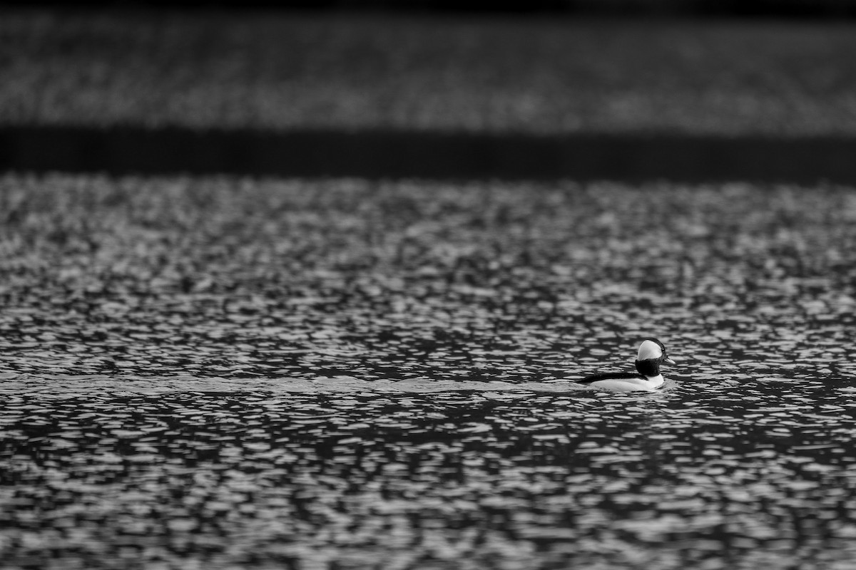 Bufflehead - ML318888631