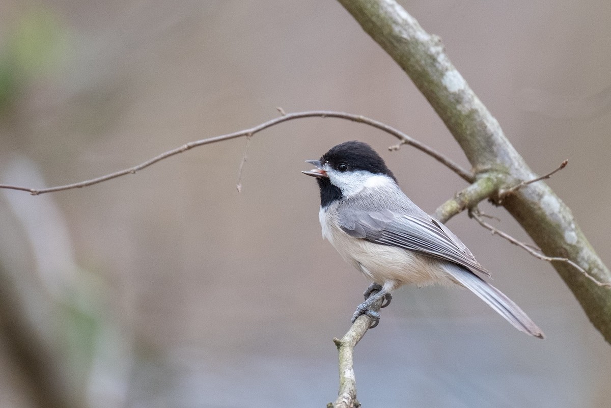 Carolina Chickadee - ML318888791