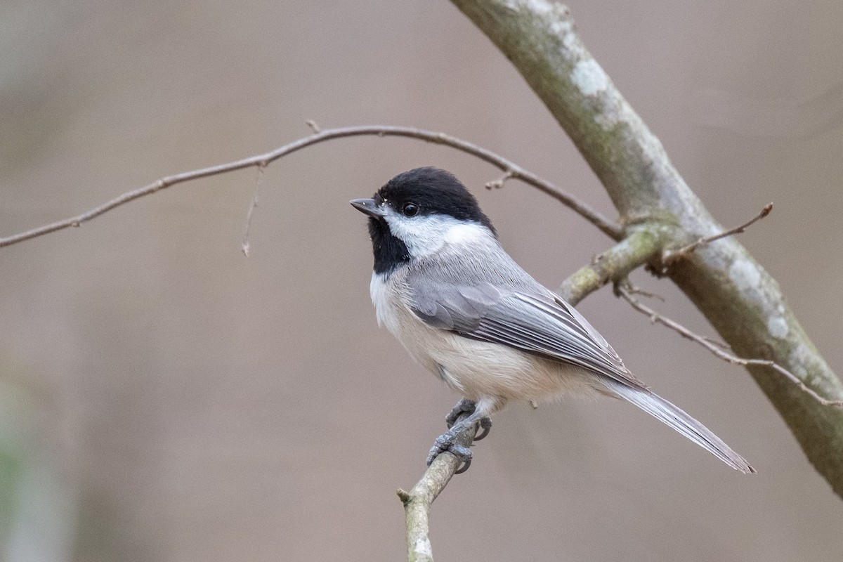 Carolina Chickadee - ML318888801