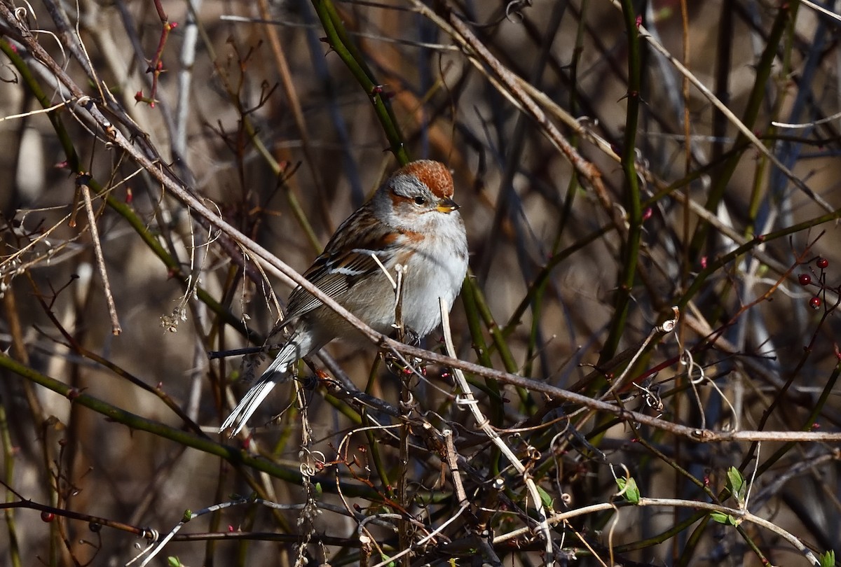 American Tree Sparrow - ML318889921