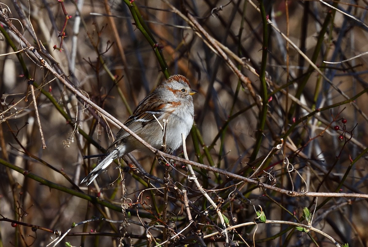 American Tree Sparrow - ML318889931