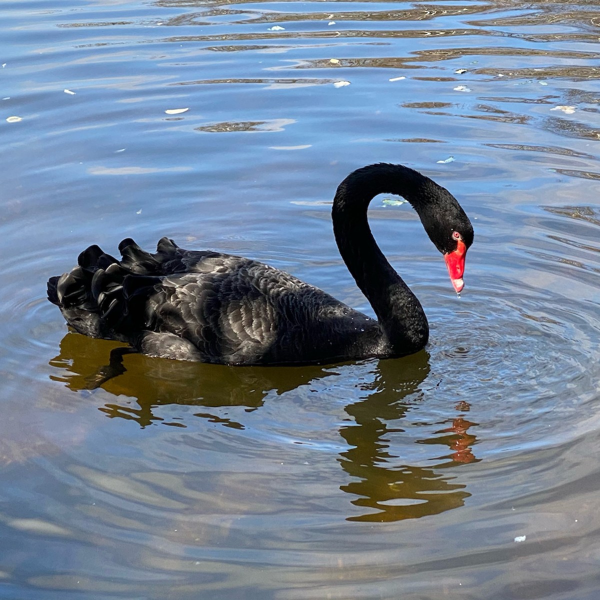 Black Swan - Mandy Wimsett