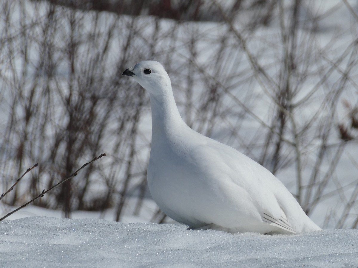 Цагаан ахууна - ML318890461