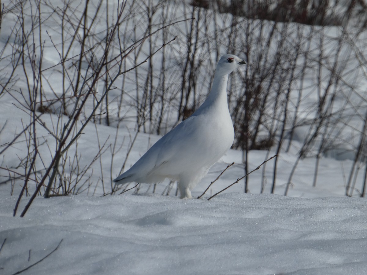 Willow Ptarmigan - ML318890581