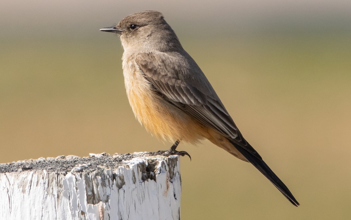 Say's Phoebe - ML318890831