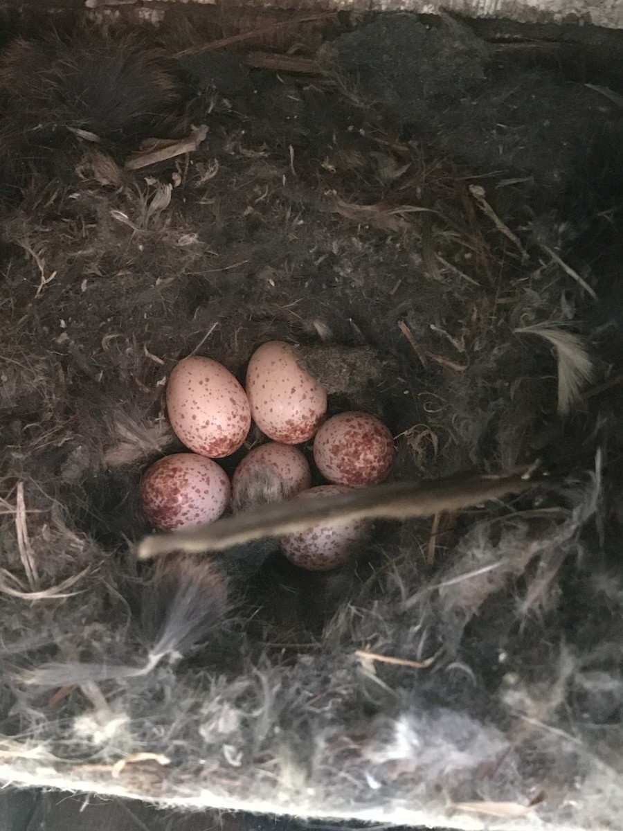 White-breasted Nuthatch - Cedrik von Briel