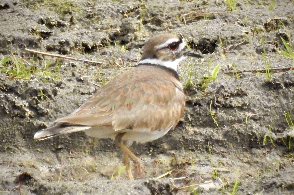 Killdeer - ML318891731