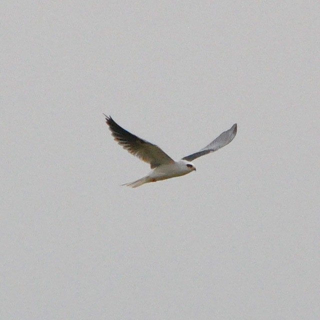 White-tailed Kite - ML318894281