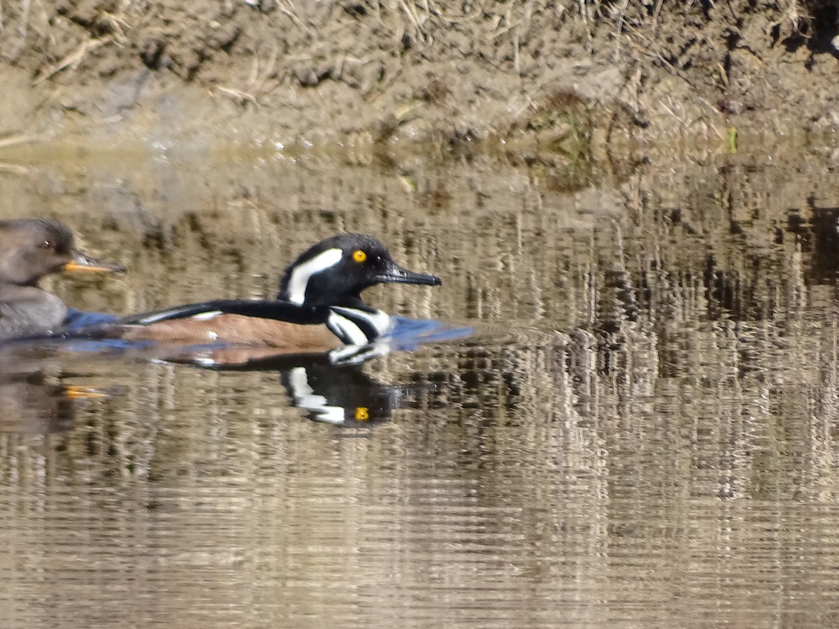 Hooded Merganser - ML318894761