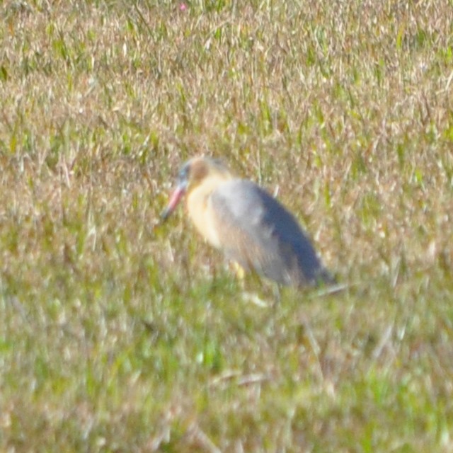 Whistling Heron - ML318895491