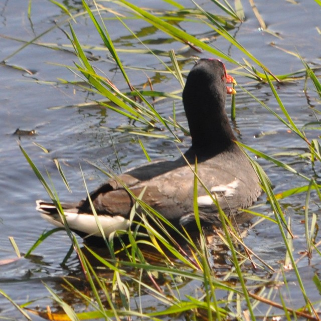 Common Gallinule - Andrés Cecconi