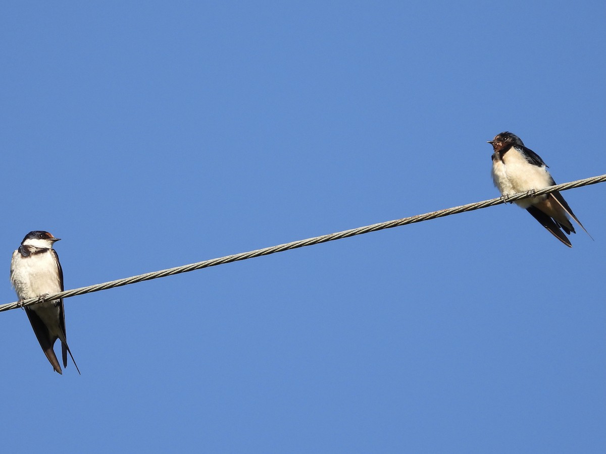 White-throated Swallow - ML318896231