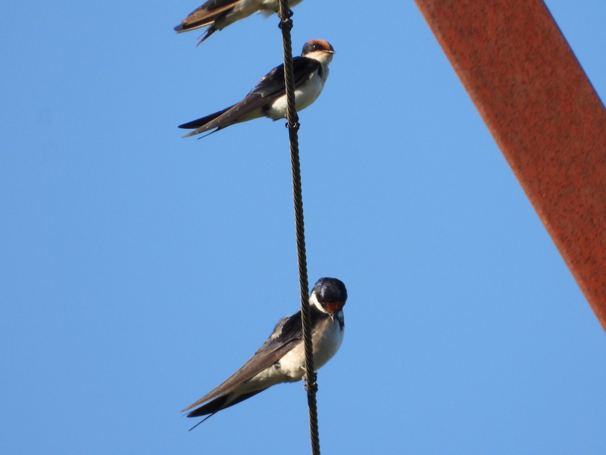 White-throated Swallow - ML318897091