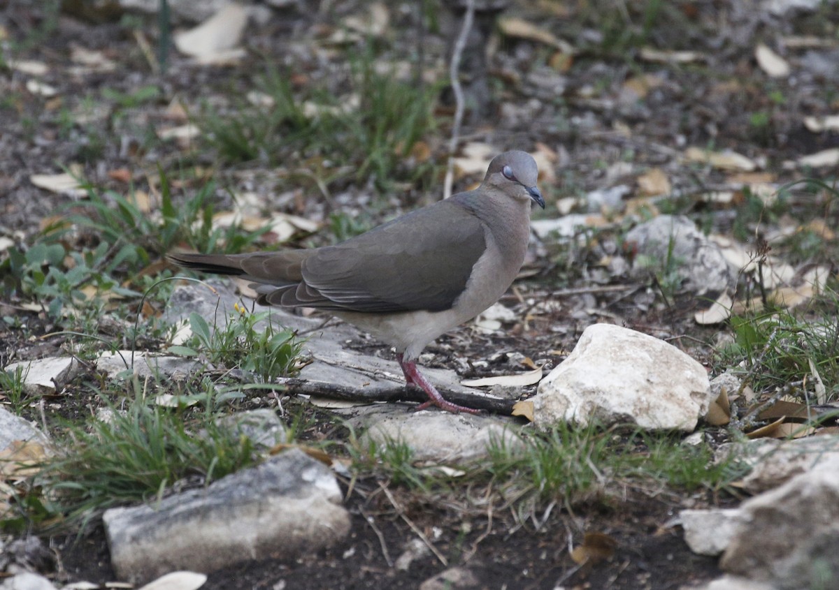 White-tipped Dove - Laura Keene