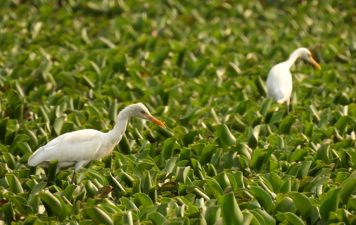 Eastern Cattle-Egret - ML318900701