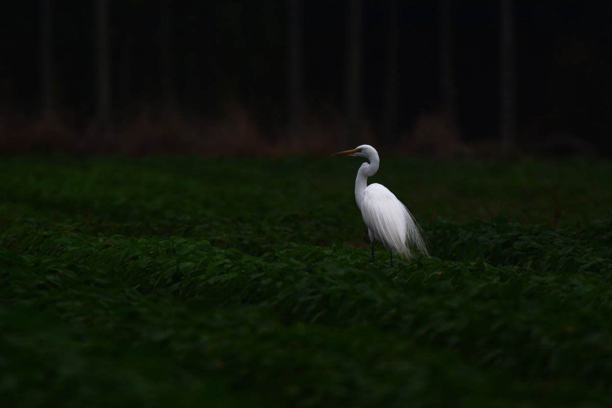 Grande Aigrette - ML318901871