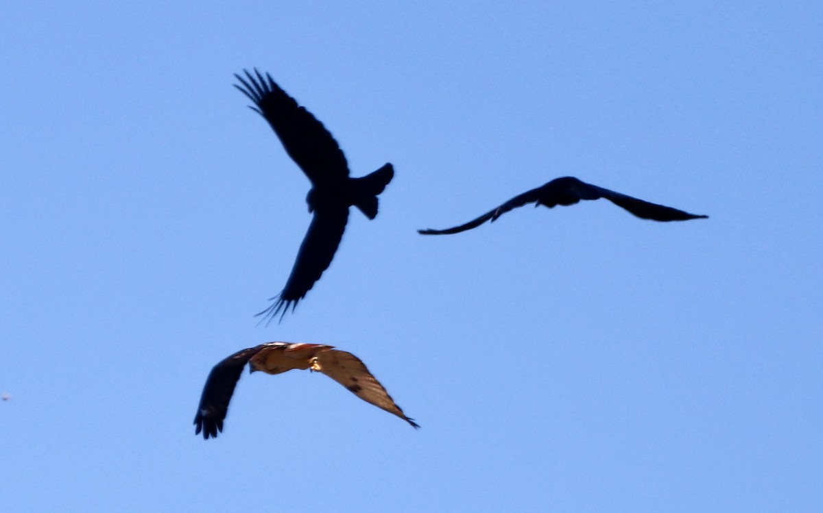 Common Raven - Beverly King