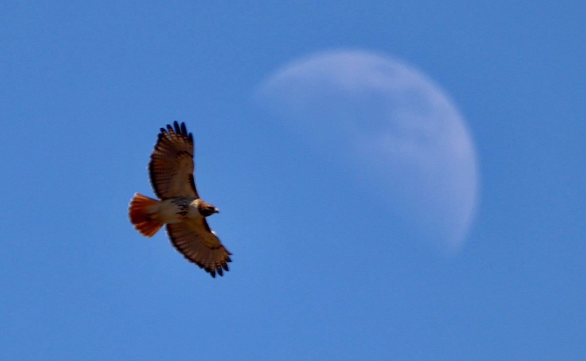 Red-tailed Hawk - ML318903631