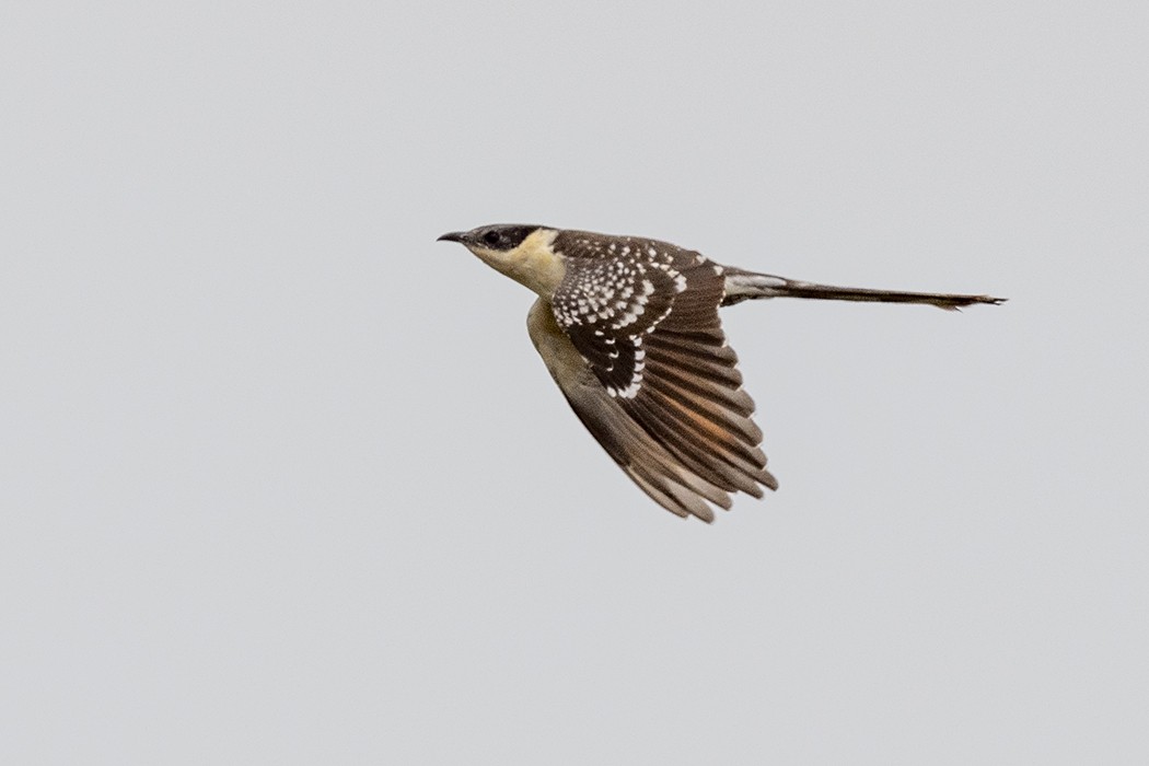 Great Spotted Cuckoo - Mehmet ertan Tiryaki