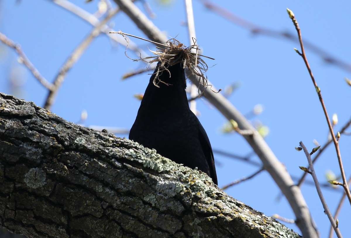 American Crow - James (Jim) Holmes