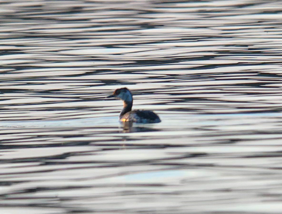 Horned Grebe - ML318905231