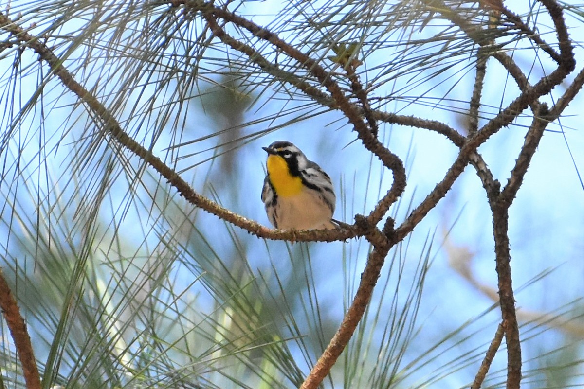 Yellow-throated Warbler - ML318905911