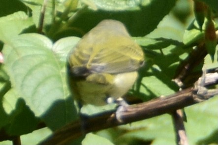 Tennessee Warbler - ML318906801