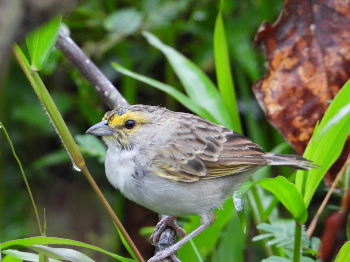 Yellow-browed Sparrow - ML318907921