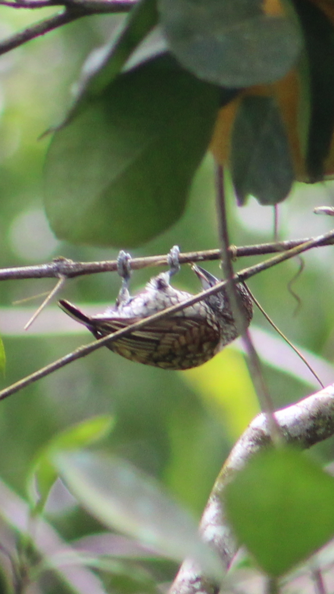 Scaled Piculet - ML318907951