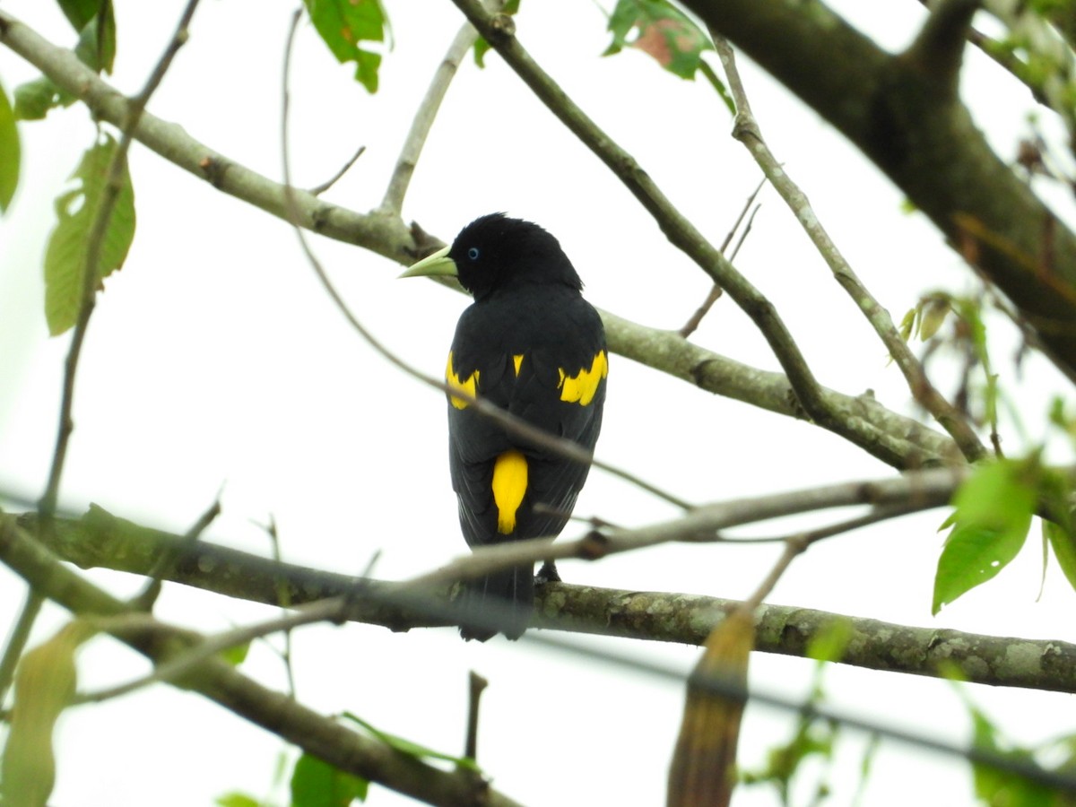 Yellow-rumped Cacique - ML318908001