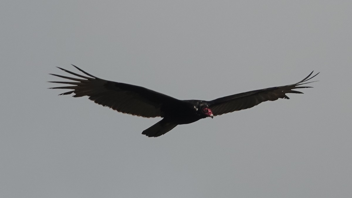 Turkey Vulture - ML318908691