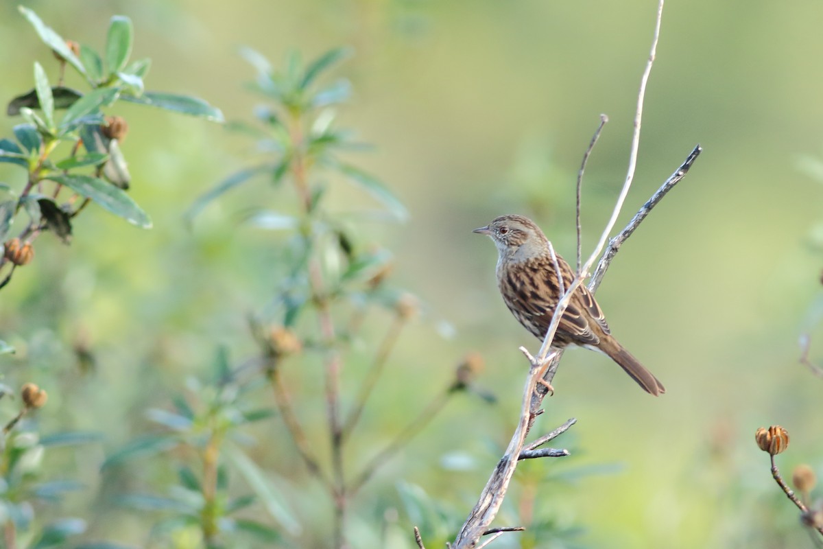 Dunnock - ML318908741