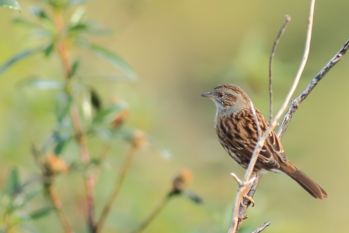 Dunnock - ML318908781