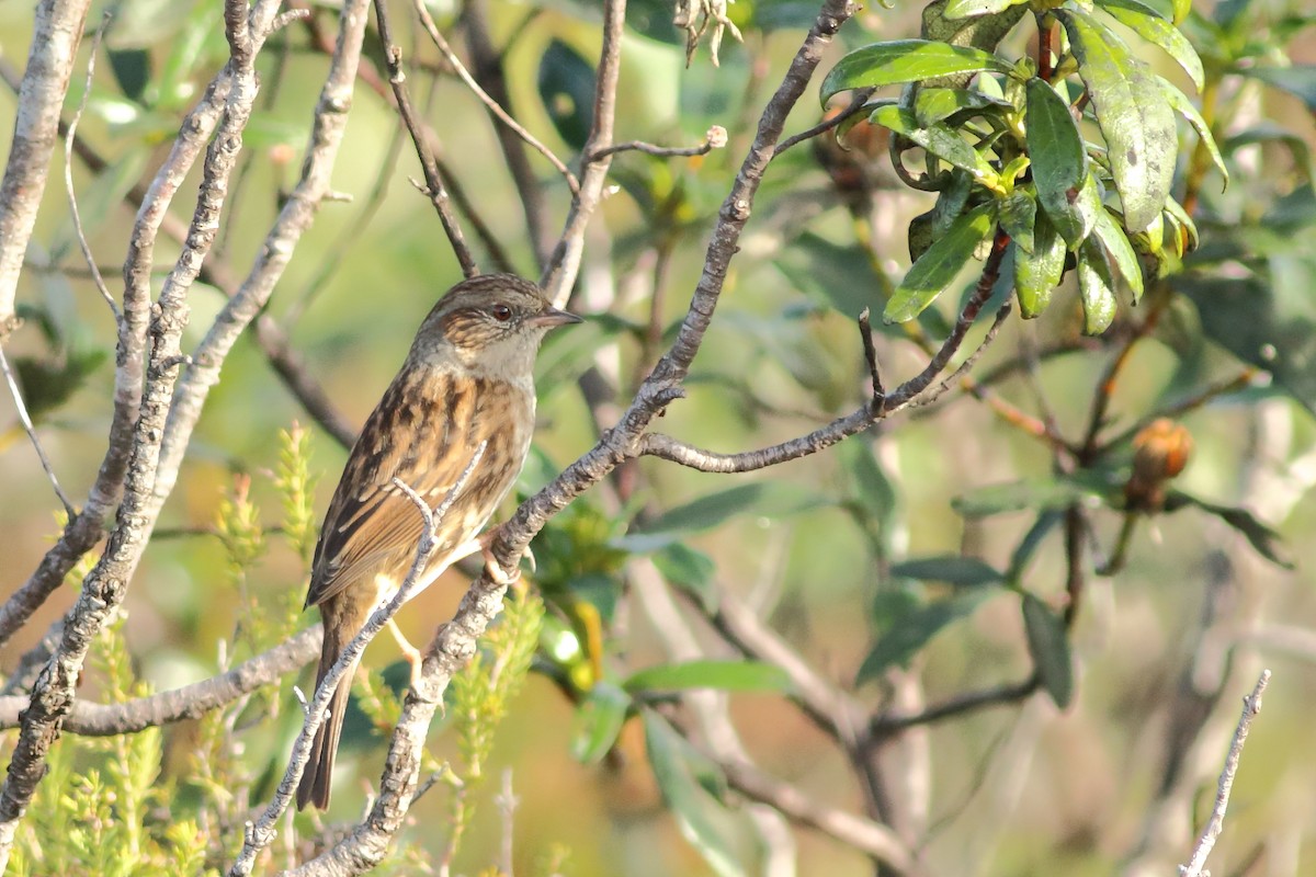Dunnock - ML318908851
