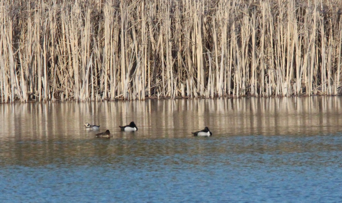 Long-tailed Duck - ML318909251