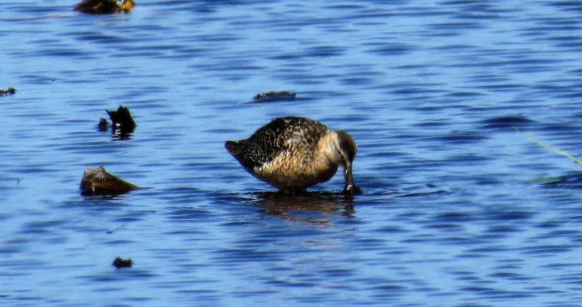 Long-billed Dowitcher - Chuck Weber