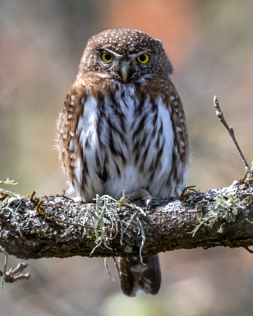 Northern Pygmy-Owl - ML318910001