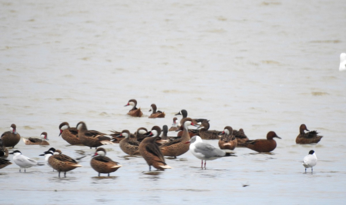 White-cheeked Pintail - ML318910301