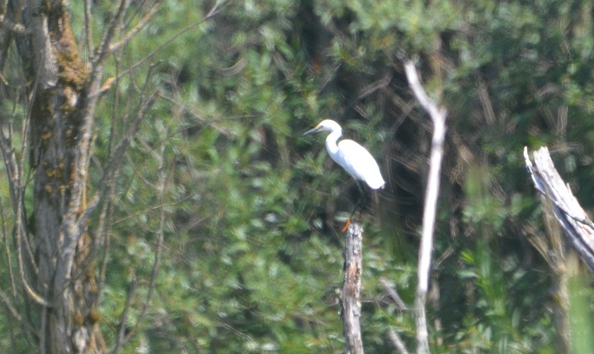 Snowy Egret - ML31891101