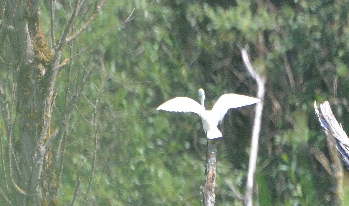 Snowy Egret - ML31891121