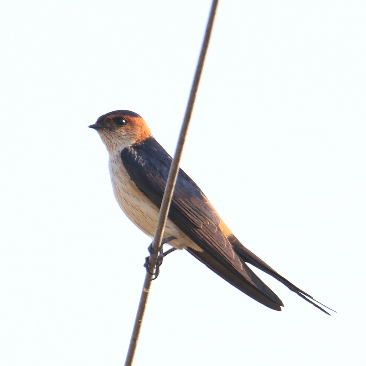 Golondrina Dáurica - ML318911251