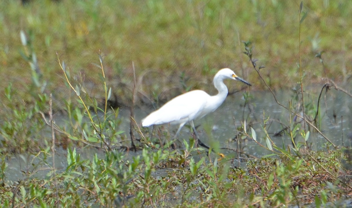 Snowy Egret - Carol Riddell