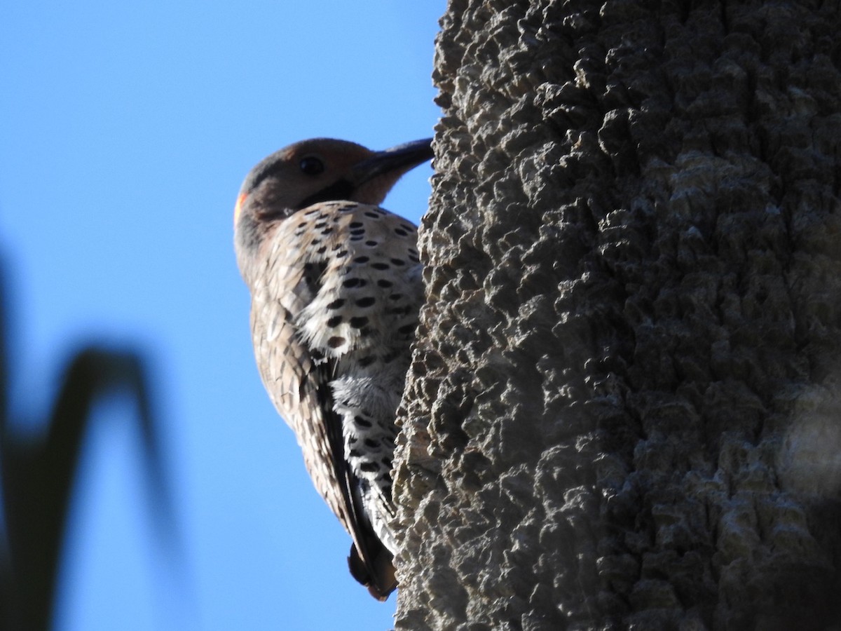 Northern Flicker - ML318911661