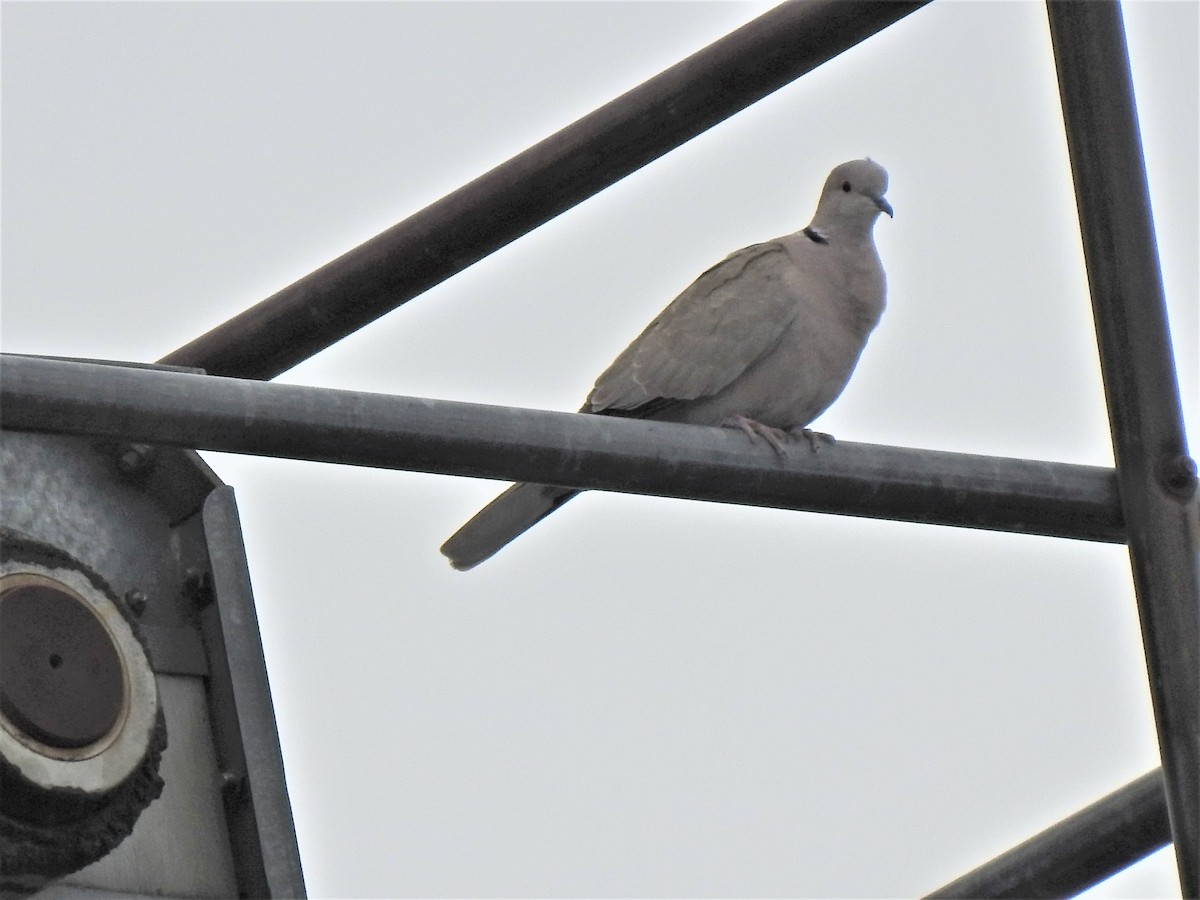 Eurasian Collared-Dove - ML318912951